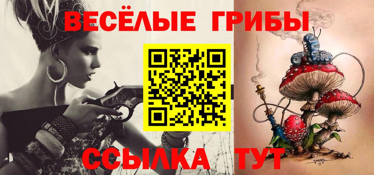 Галлюциногенные грибы Psilocybe Курчатов